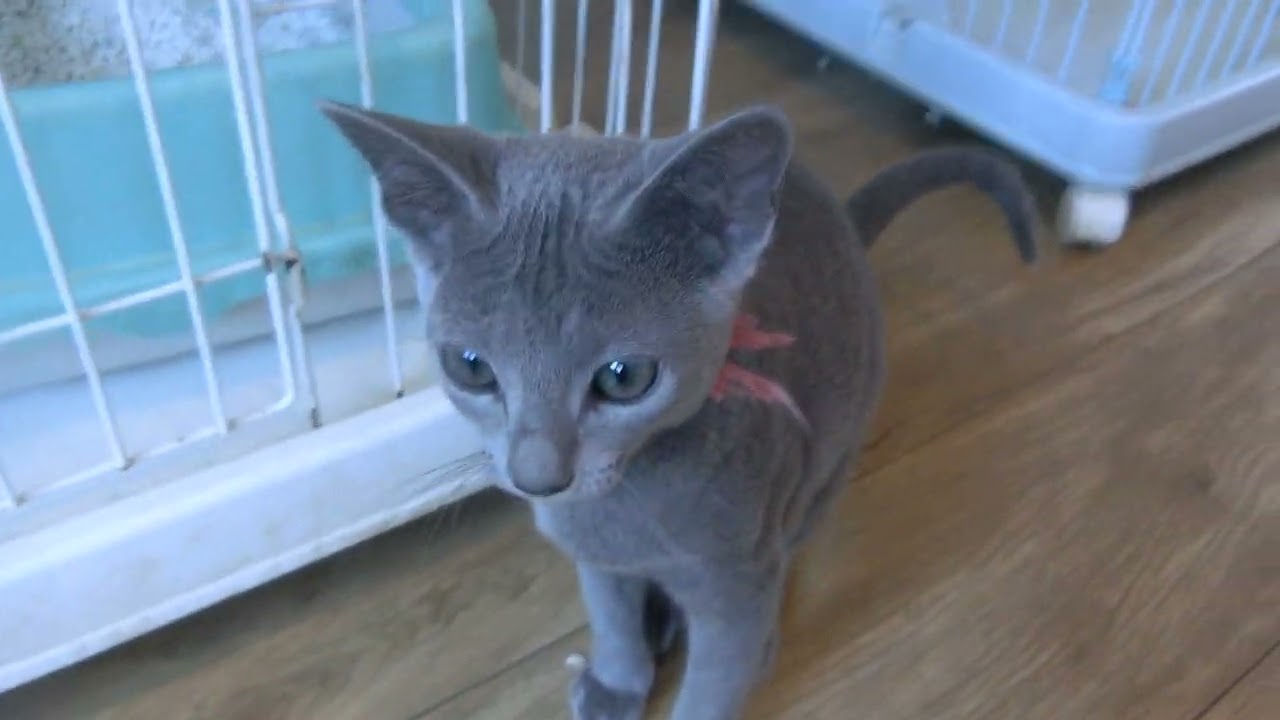 ロシアンブルー 眼のぱっちりしたきれいなお顔のかわいい子です