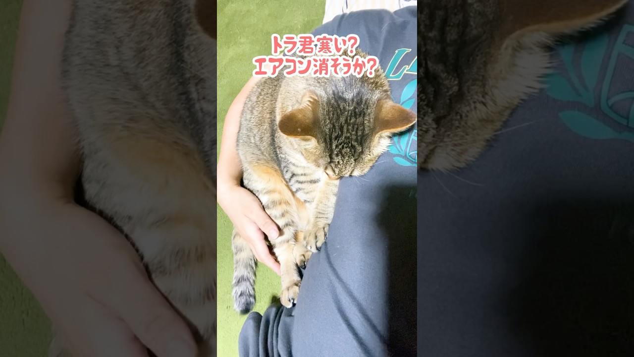 寒がる元野良猫に「エアコン消そうか？」と聞いた結果…笑 #元野良猫 #夏 #かわいい