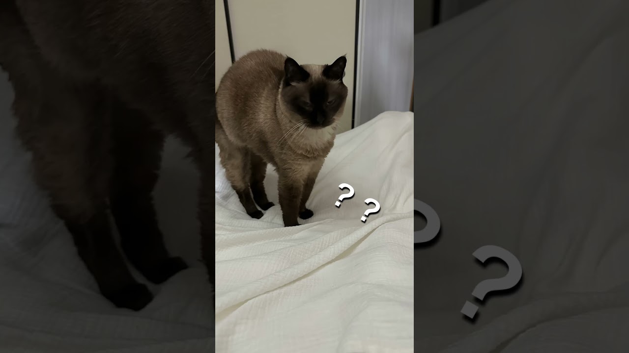 雰囲気シャム猫まめち、色変わりすぎ問題。 #猫 #シャムミックス #シャム猫