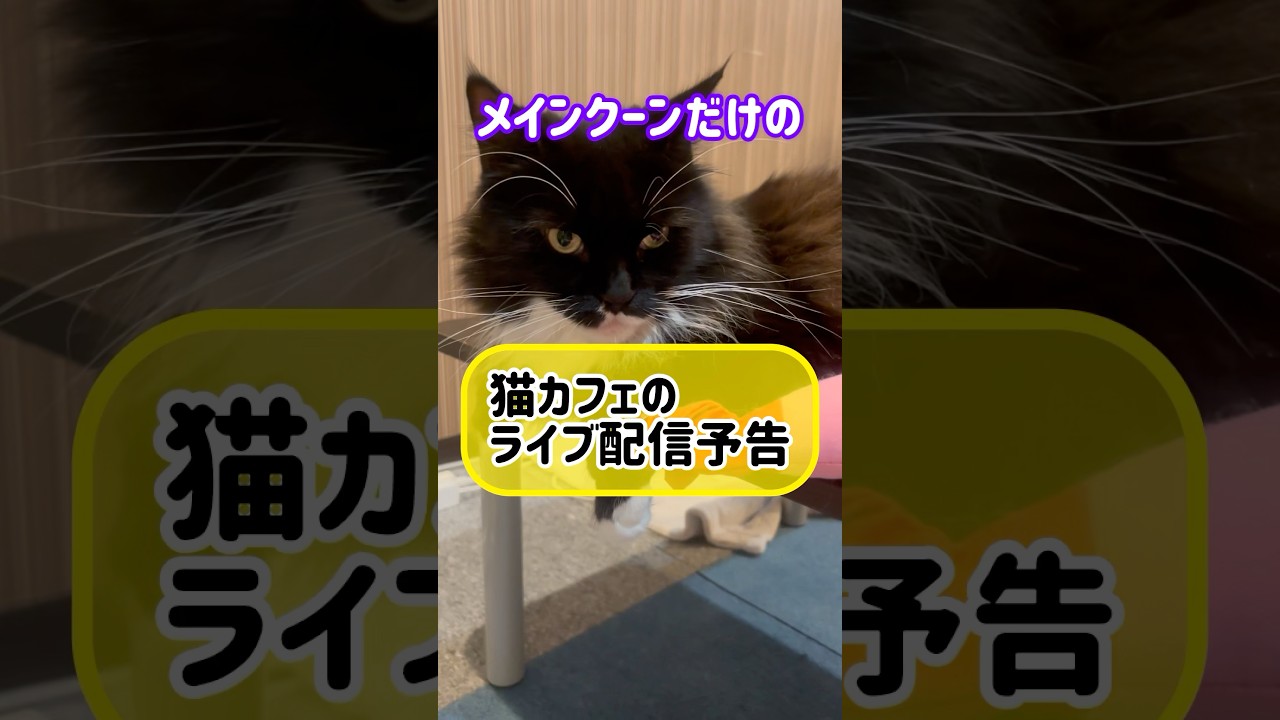 メインクーンだけの【猫カフェのライブ告知】#cat #cooncat #mainecoon #もふもふ