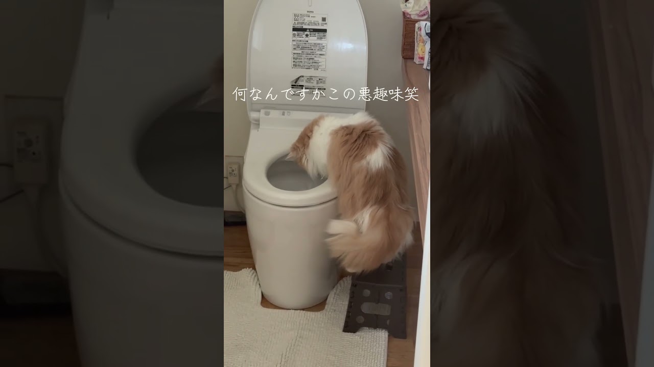 【ねこのいる暮らし】#cat #ペルシャ #スコッティッシュフォールド #もふもふ