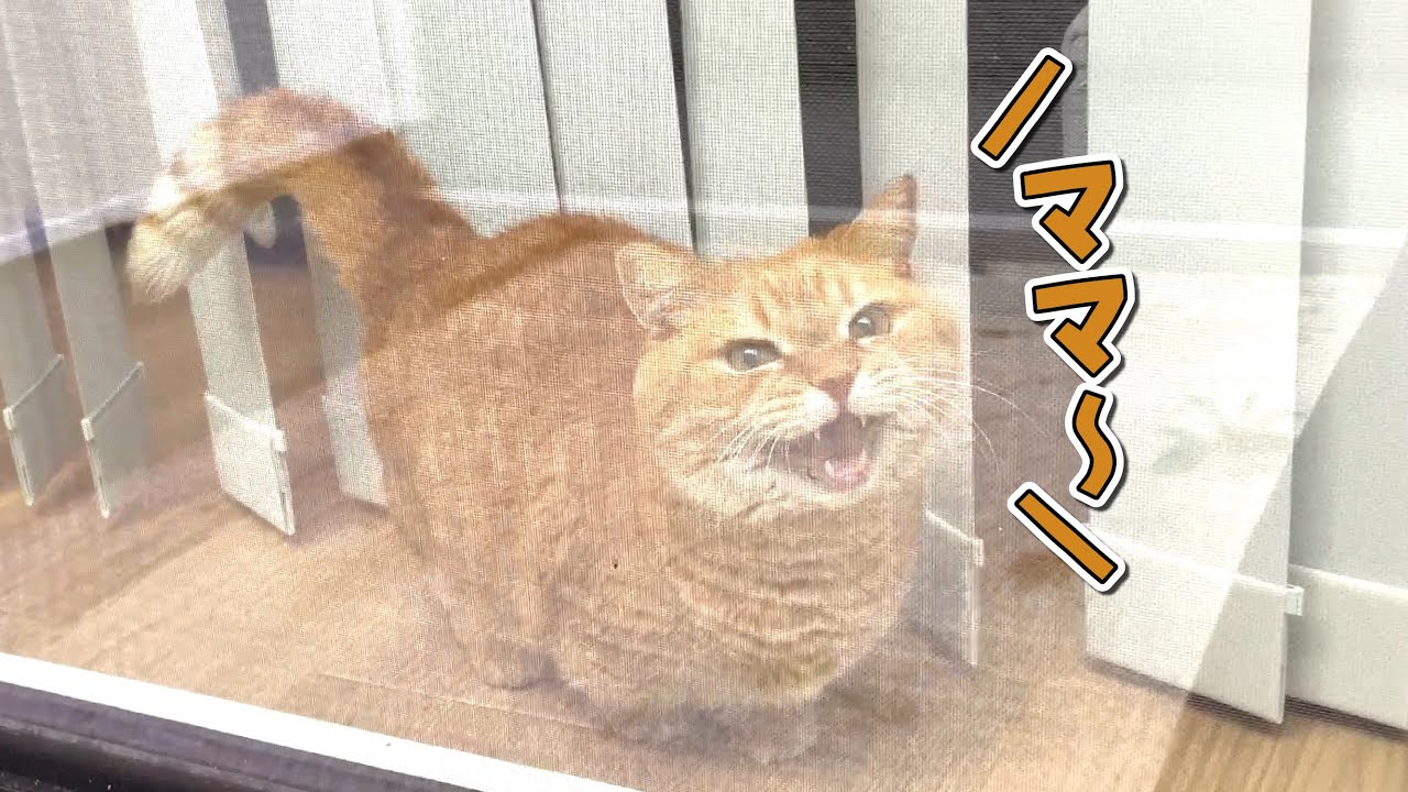 ママが外に出ると寂しくなって鳴いちゃう猫が可愛すぎる！