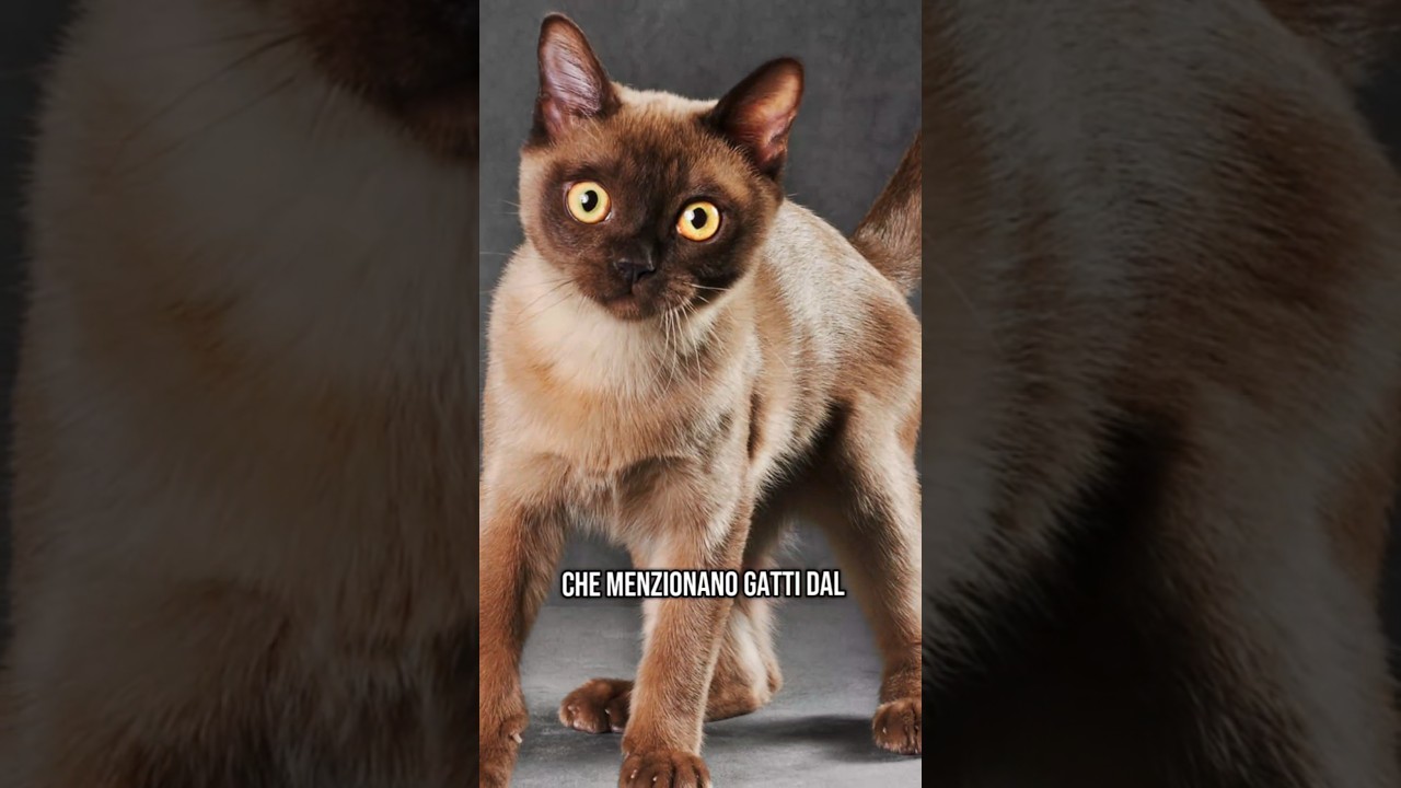 #burmese #amantideigatti #educatorefelino #gatti #robertacatani #animali #gatto #perte #neiperte