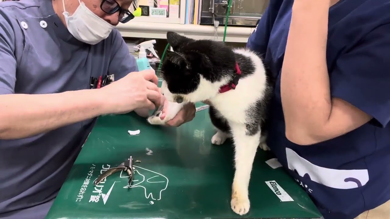 ④日本猫のモモちゃんの治療、注射、点眼点鼻、インターベリー口腔内滴下、デンタルケア、爪切りパッド毛刈り、ブラッシング