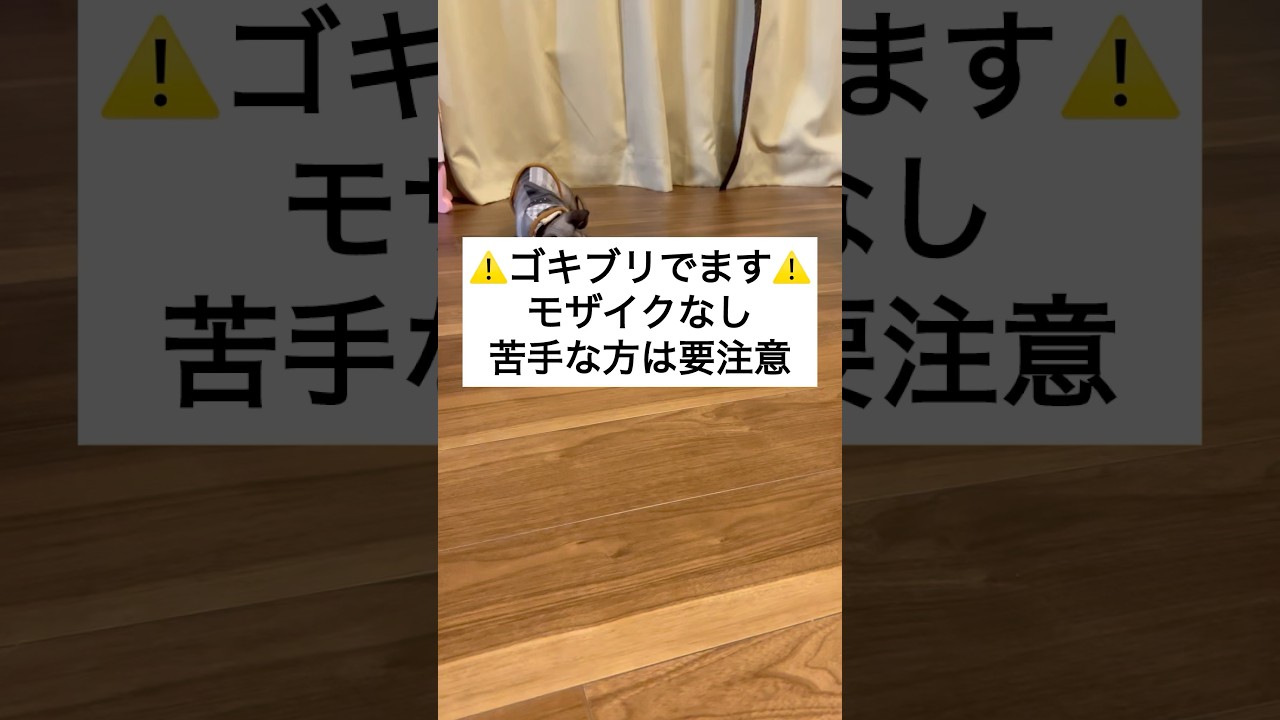 ゴキブリと戦うスフィンクス#shorts#スフィンクス#スフィンクス猫 #猫動画