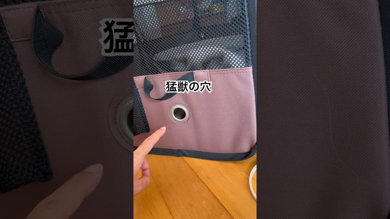 にぼしと遊ぼう　#猫 #ヒマラヤン #かわいい