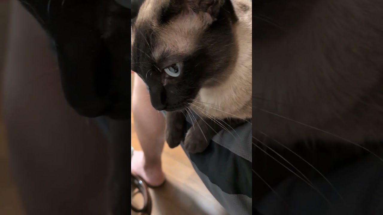 俺をベッド扱いするシャム猫
