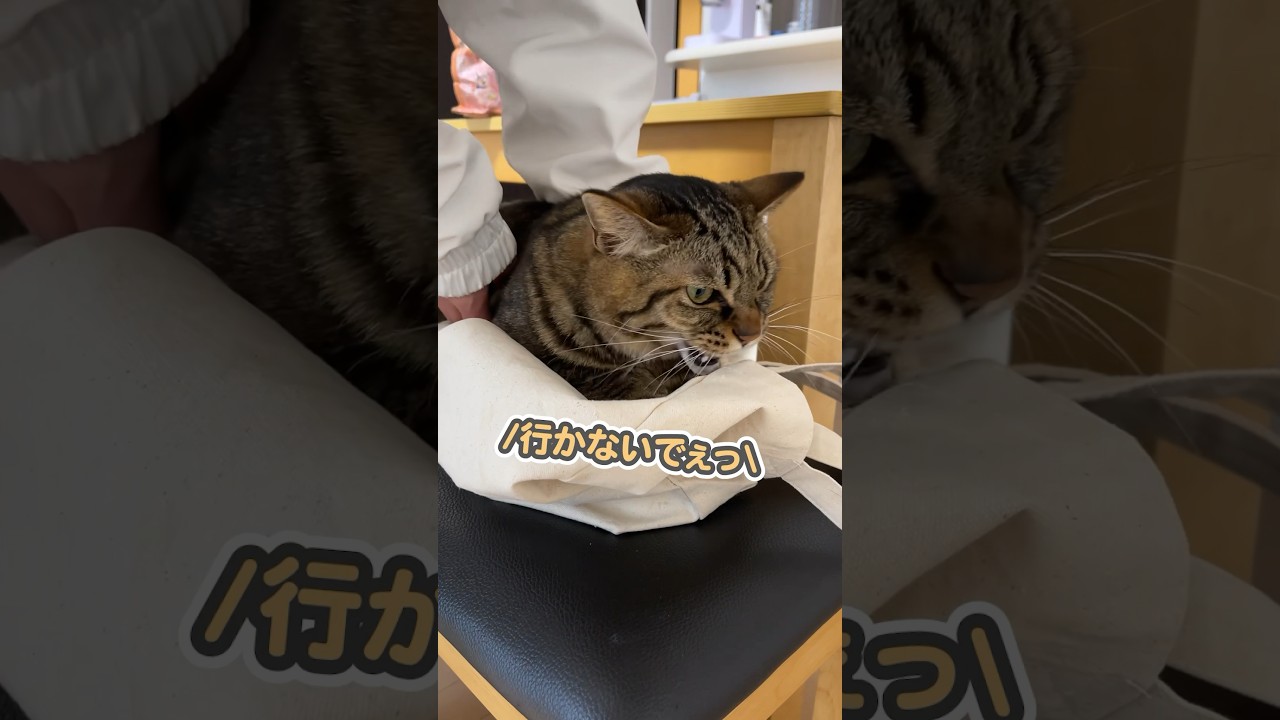 「仕事に行かないでぇ…」と、全力で阻止する猫