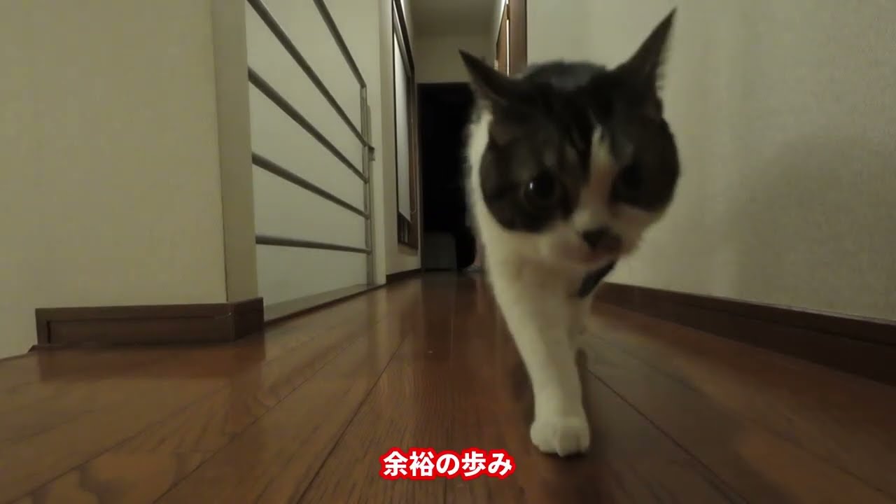 猫が目覚まし時計！朝４時半に猫ッズにたたき起こされる毎朝のうれしいルーティン