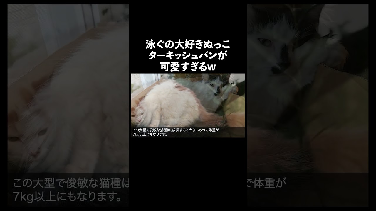 ターキッシュバン #猫 #生態解説 #雑学