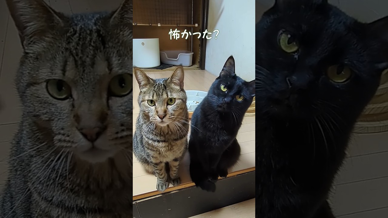 ママに怒られた💦 楓とコムタ