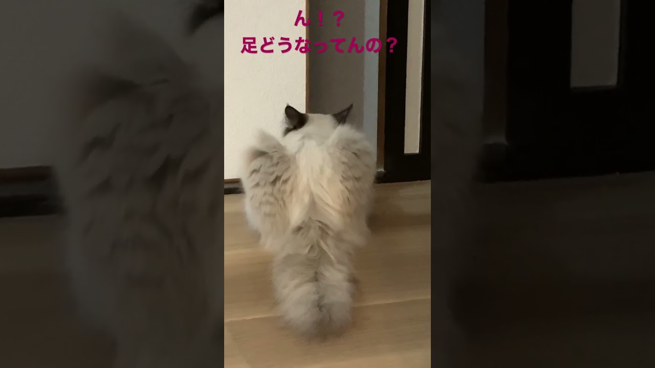 覗きすぎな猫#ヒマラヤン #猫 #ねこのいる生活 #先住猫