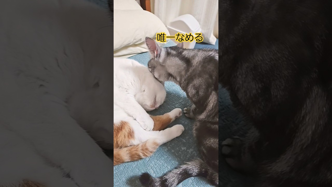 おまえだけだから！#猫のいる暮らし #アメリカンショートヘア#スコティッシュフォールド