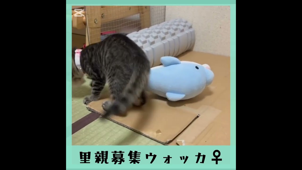 里親募集キジトラウォッカちゃん