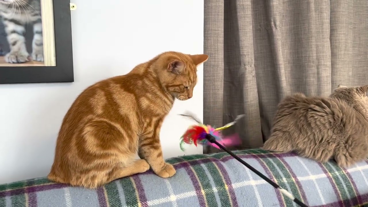 本場マン島のマンクス。猫じゃらしで再度誘ってみましたが無反応。