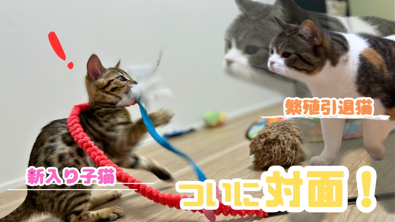 【ついに対面！】元繁殖猫、新入りベンガル子猫と対面する | 母性どこ行った…？ｗ