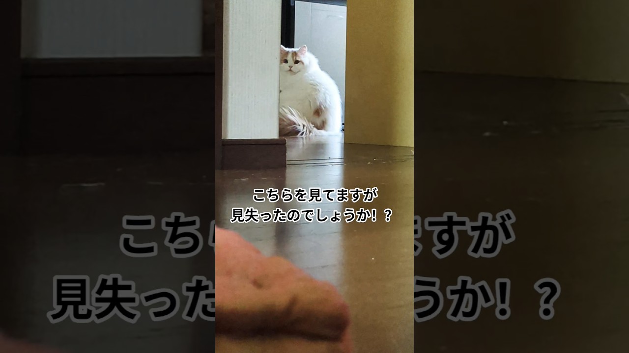 背中は語る#猫 #スコティッシュフォールド #cat #shorts
