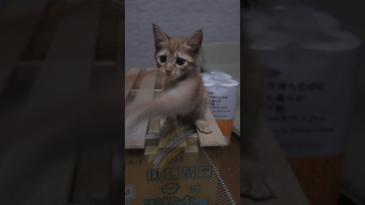 Eye of the kitten #猫 #子猫 #ネコ #茶トラ #まるどら #猫動画 #cat