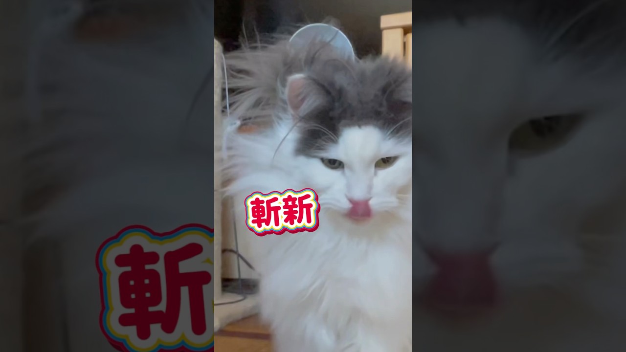 どんな寝方したのー🐱？#shorts #ノルウェージャンフォレストキャット #もふもふ