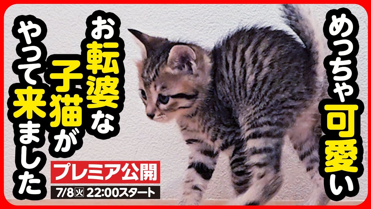 【子猫 保護】めちゃくちゃ可愛い！おてんば子猫がやって来ました
