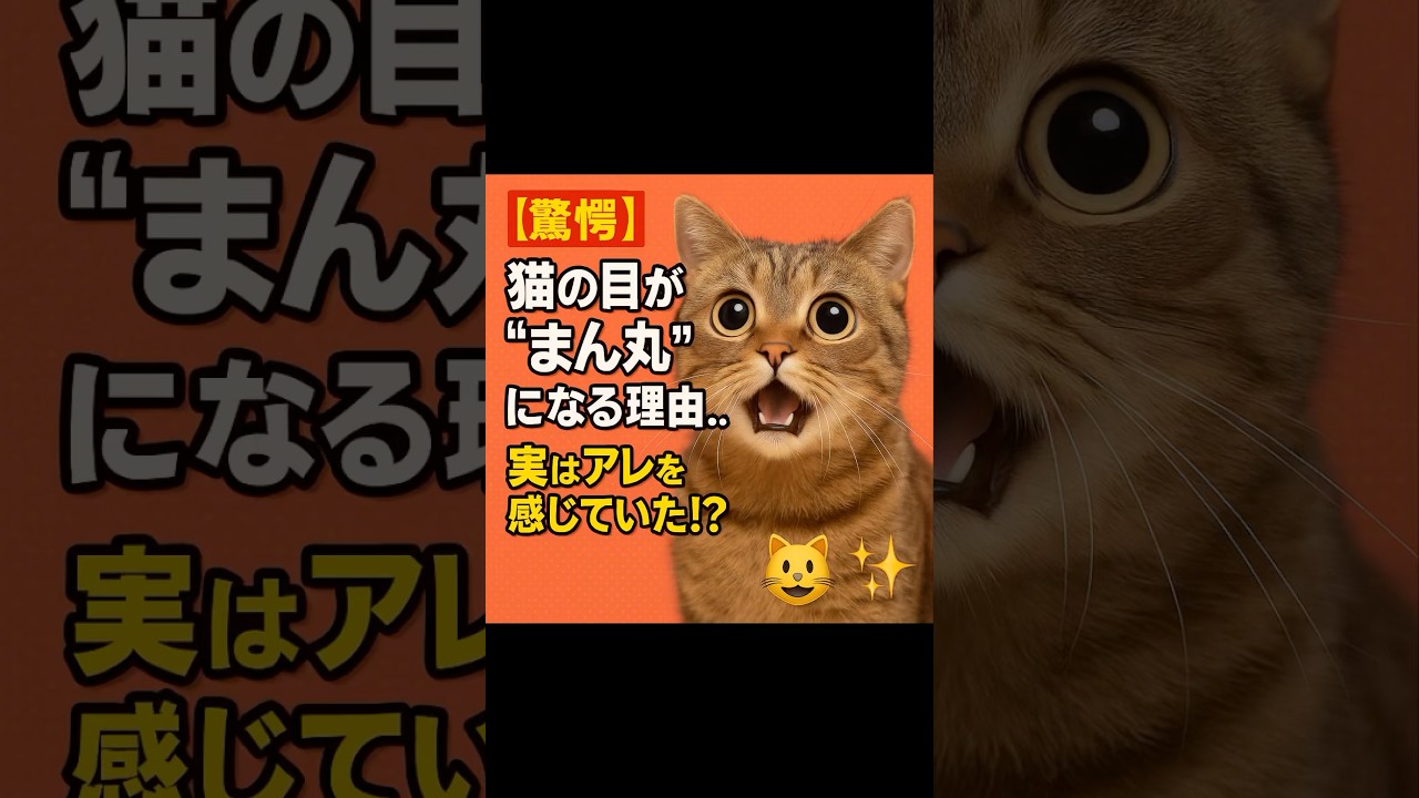 【動物雑学AI】【驚愕】猫の目が“まん丸”になる理由…実はアレを感じていた！？😺✨ #雑学 #動物 #白石動物園 #猫