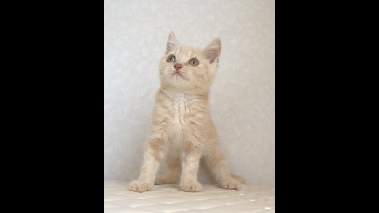 ブリティッシュショートヘアー子猫　British Shorthair　2025.4.14産まれ　クリーム　男の子　シーダキャット猫のお店