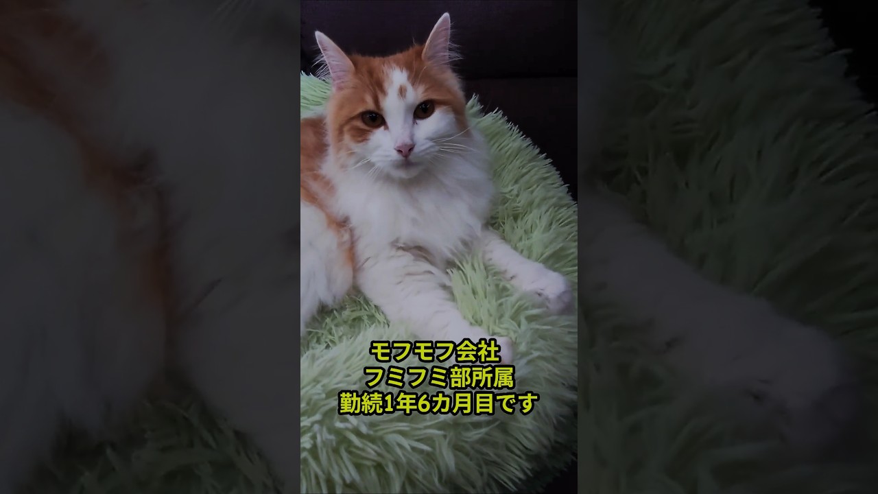 フミフミもお仕事#shorts #サイベリアン #フミフミ #funnycats #APT