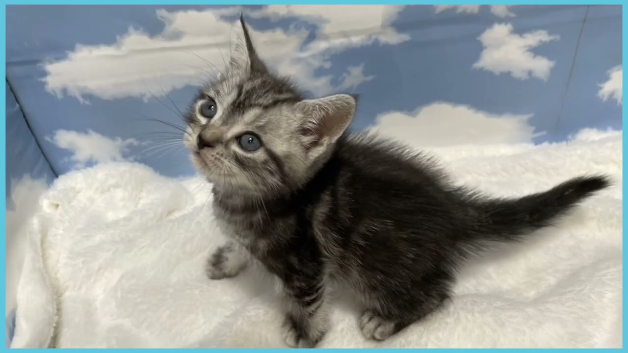 Coo&RIKU　No.00724584 アメリカンショートヘアー