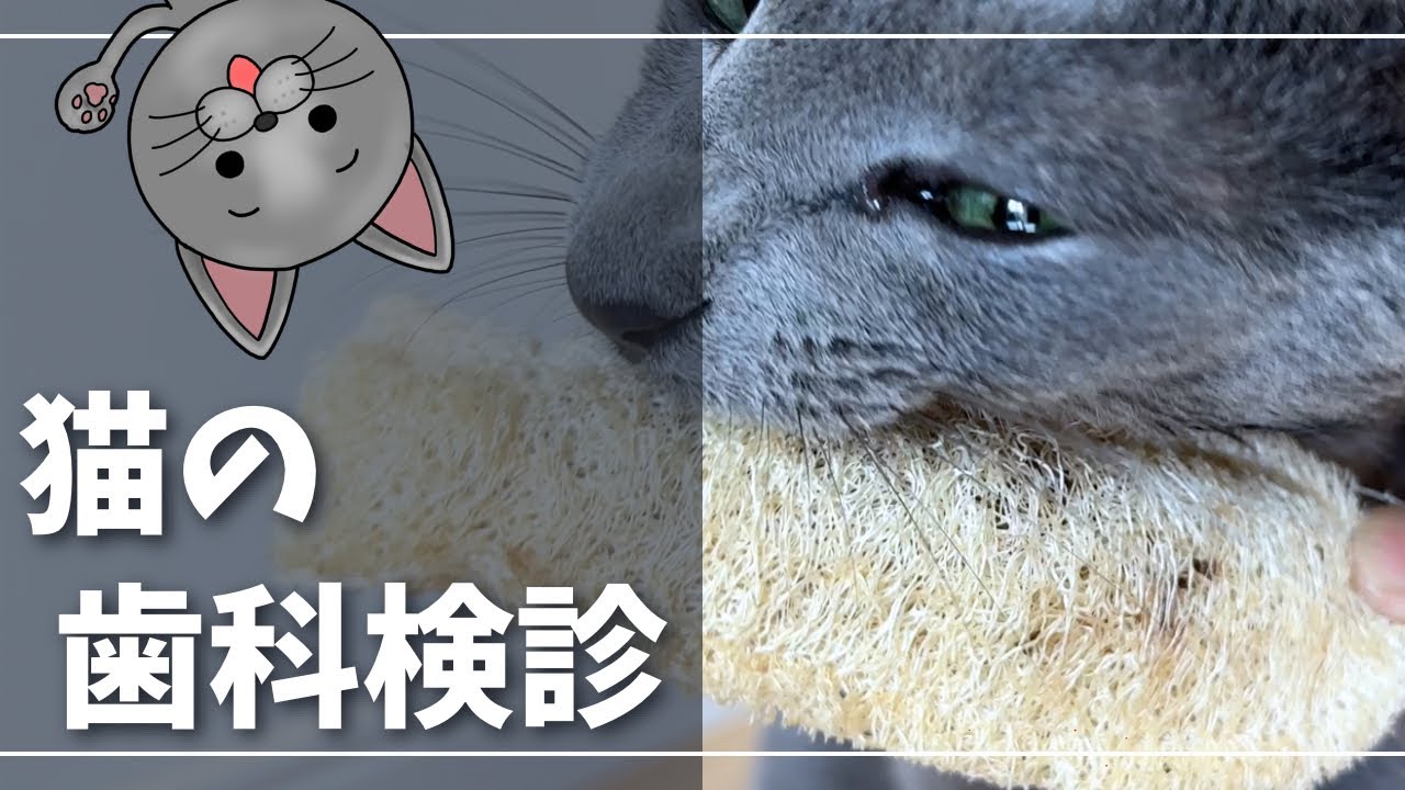 歯磨き苦手な猫の検査結果とデンタルグッズ【ロシアンブルー】