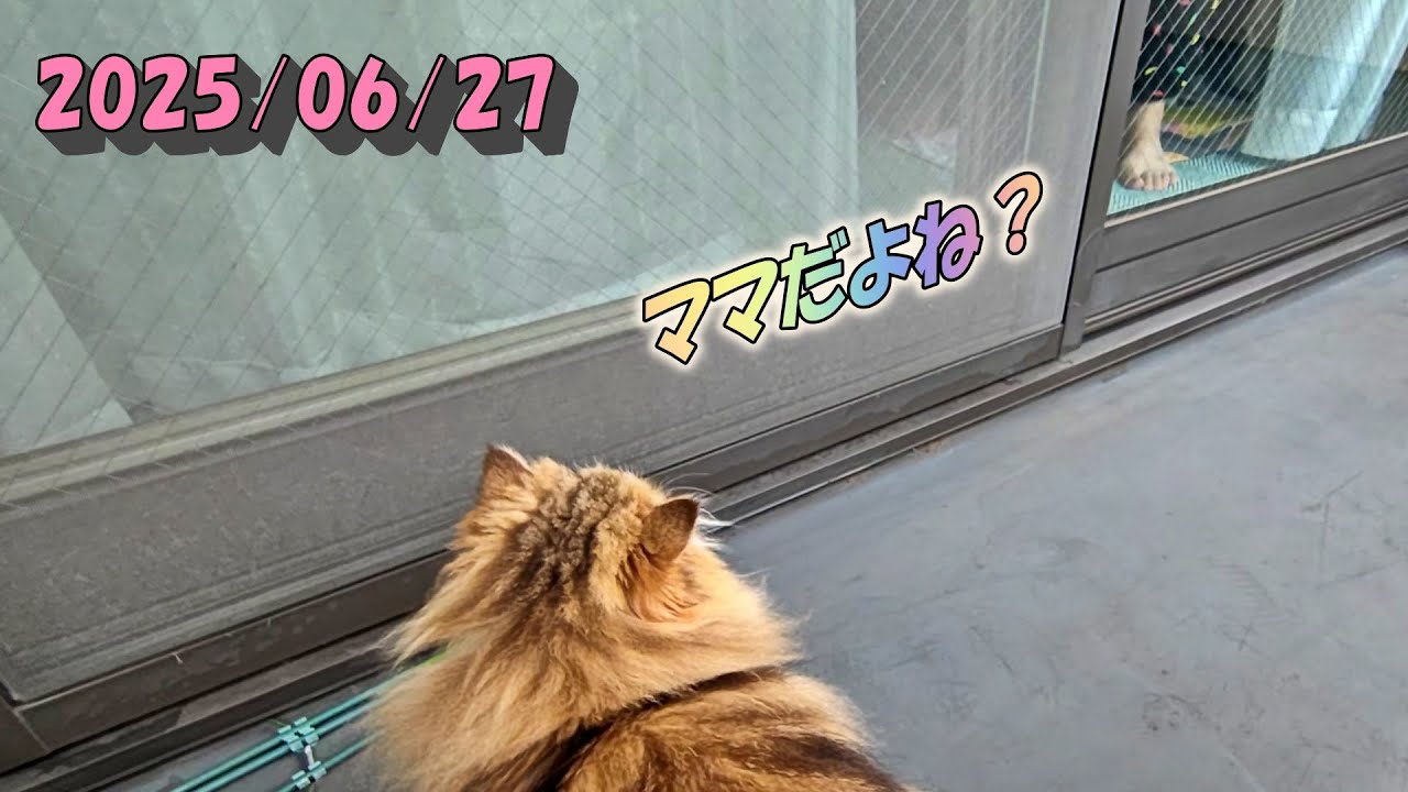ママを追いかけて出てきた窓とは逆から部屋に戻るひとみ　Persian cat Hitomi's relaxing days 2025/06/27