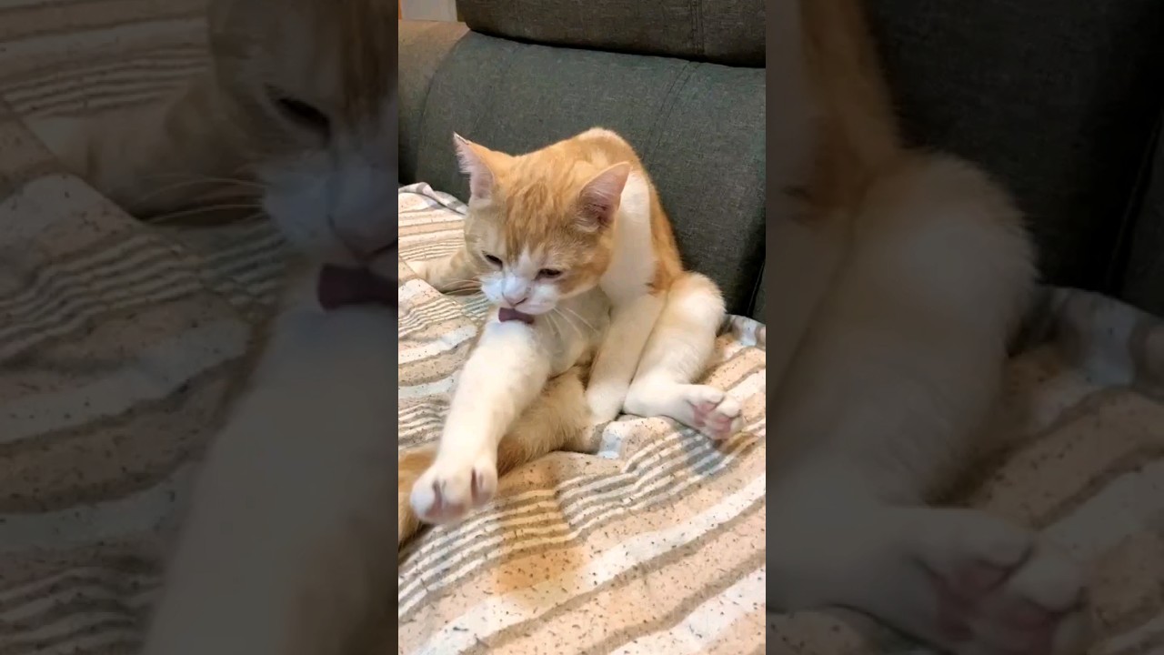 脚長マンチカン