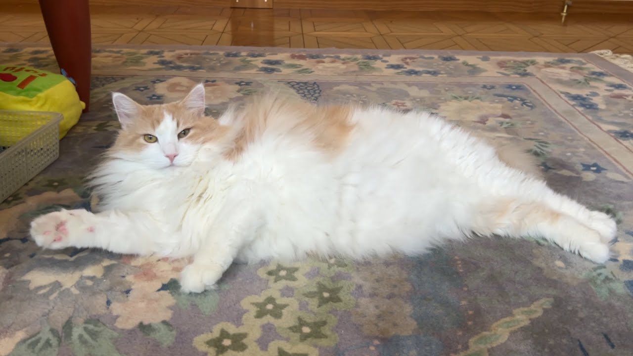 【穏やか♡】ノルウェージャンフォレストキャットとターキッシュアンゴラの穏やかすぎる日常✨