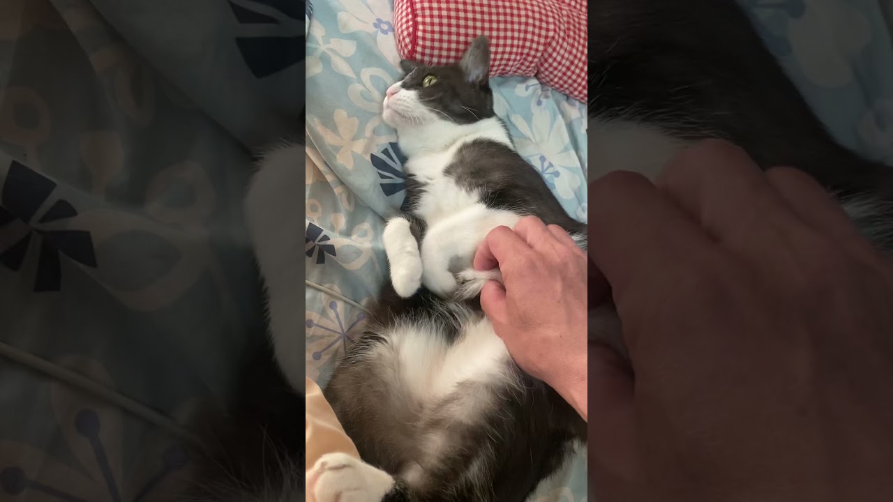 ジャパニーズボブテイル  ^o^ランちゃん、パパ大好き💕