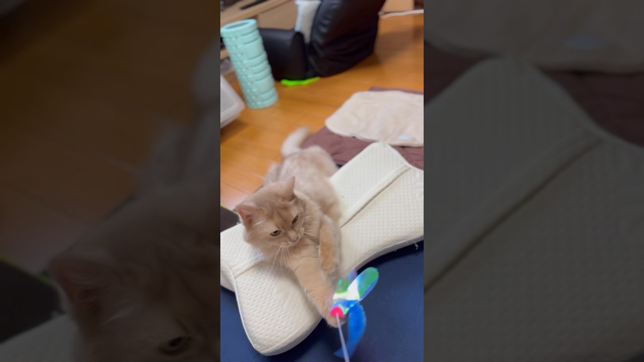 絶対に離さないからね#shorts #猫#ソマリ