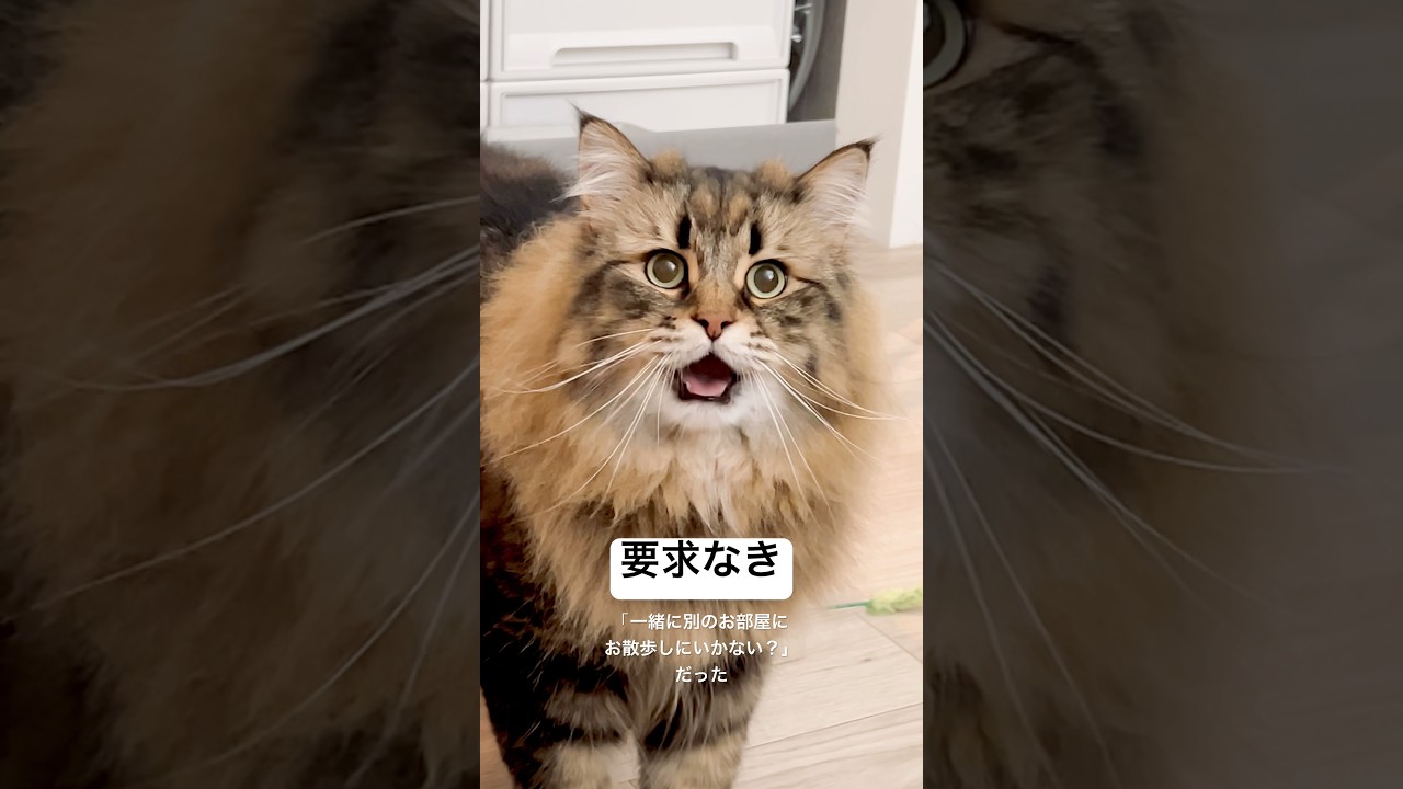 要求があります！！！ #cat #サイベリアン #猫 #要求鳴き
