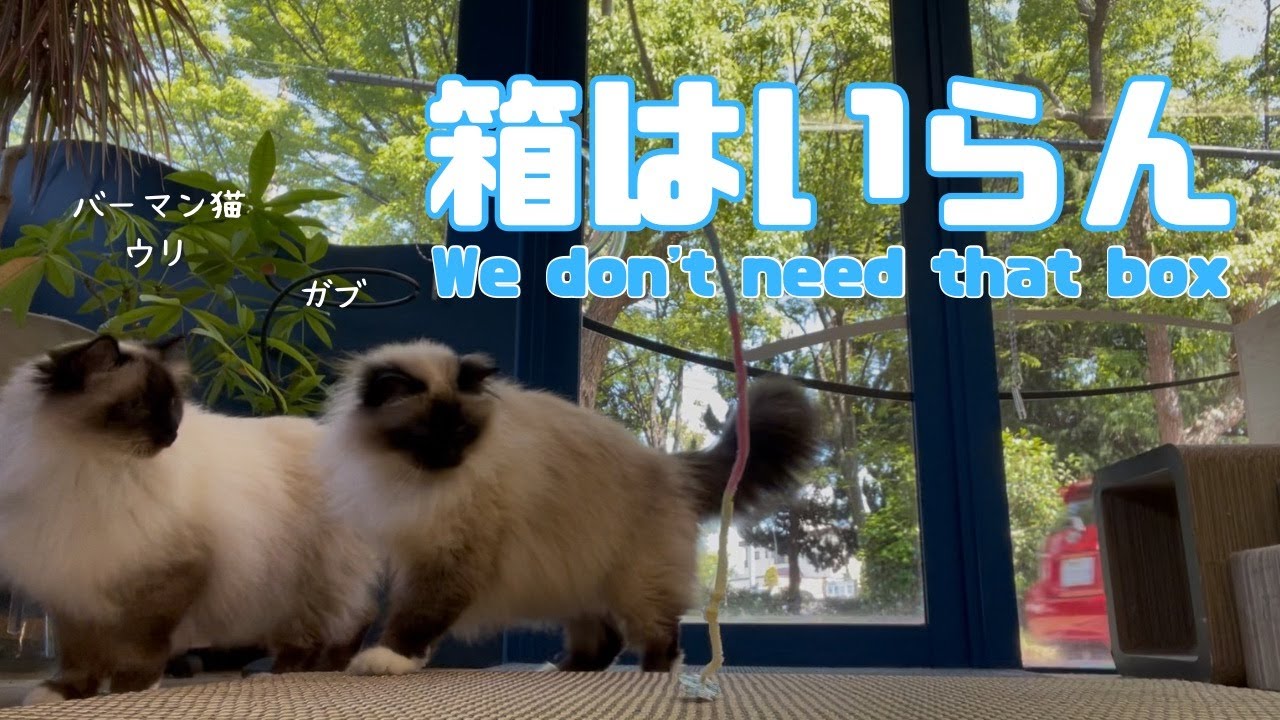 バーマン猫ガブとラフとウリ【箱はいらん】We don't need that box（バーマン猫）Birman/Cat