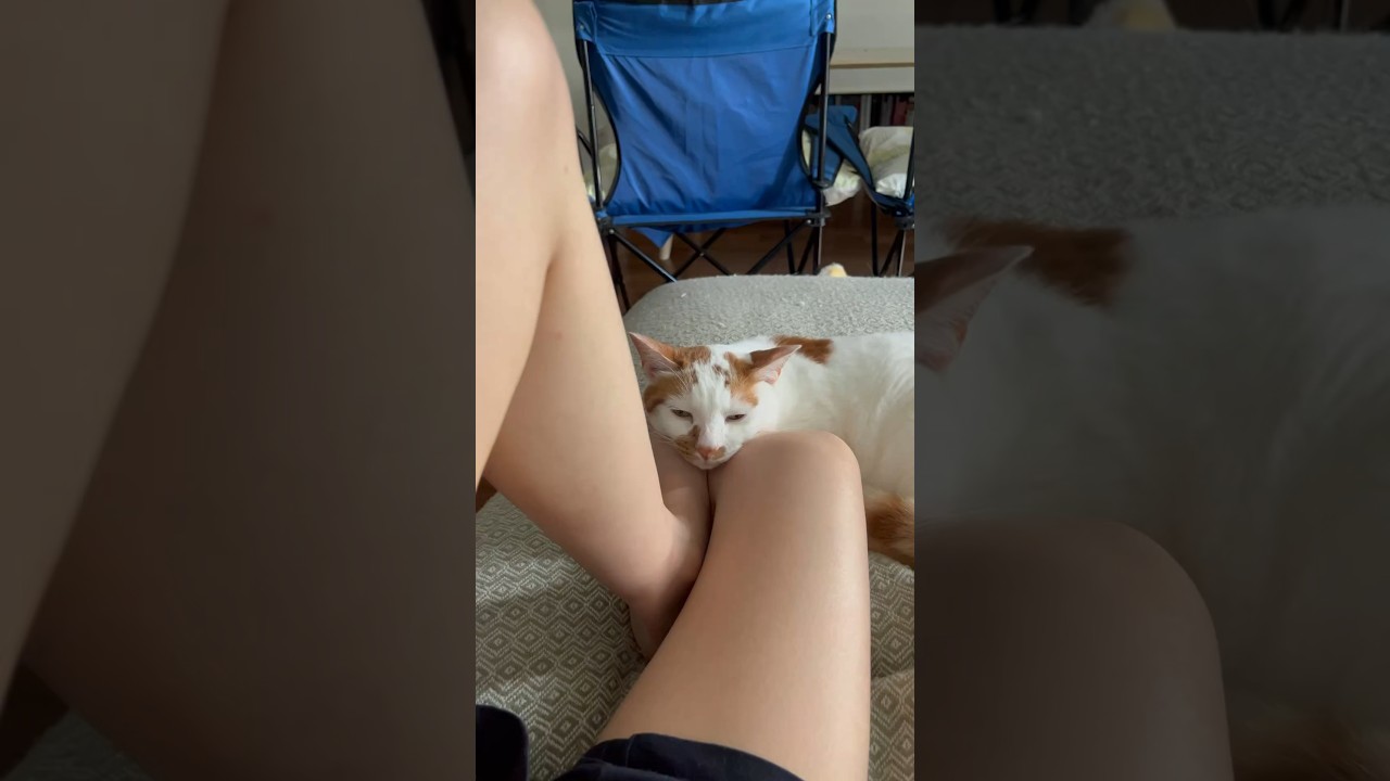 虚無猫 #cat #日本猫 #保護猫