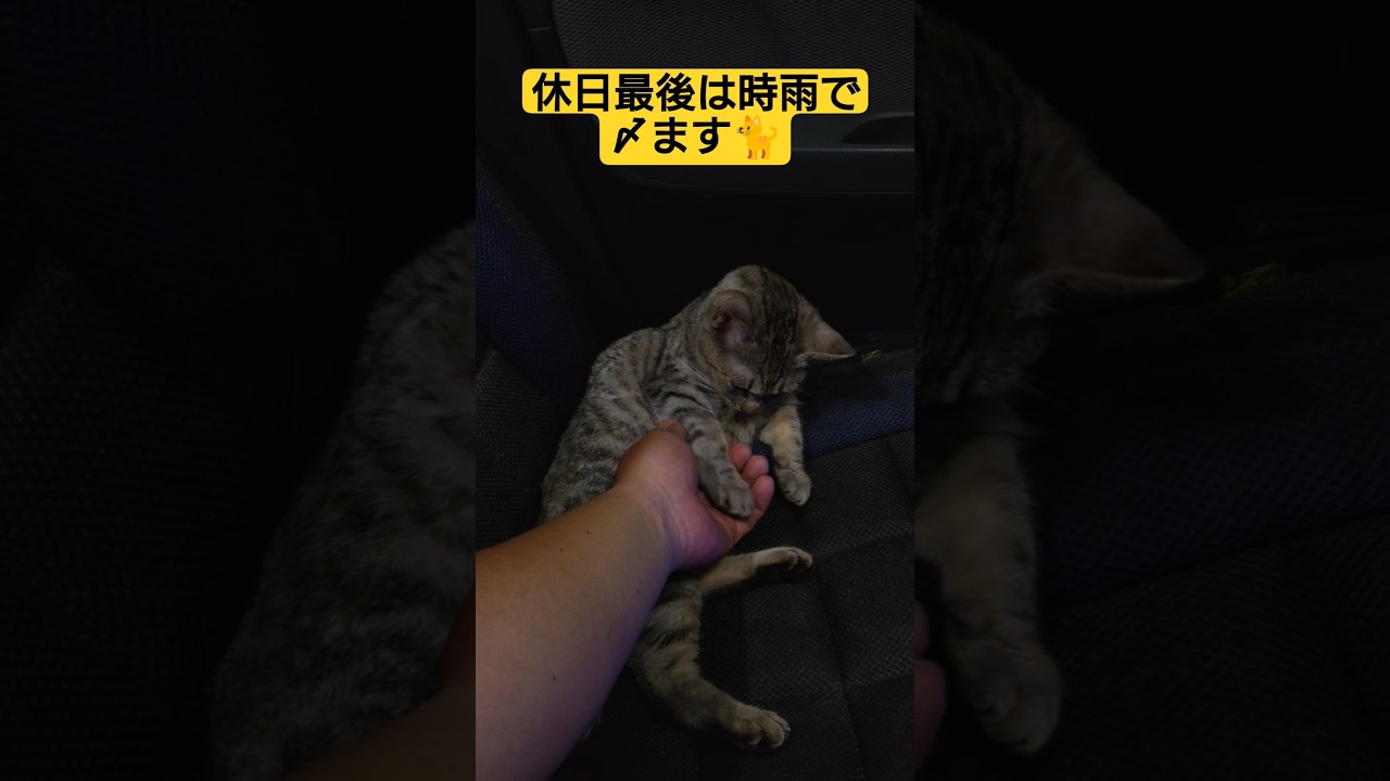 １週間のラストを飾る大トリは看板娘の時雨に任せてみる#保護猫 #スフィンクス #猫のいる暮らし #時雨