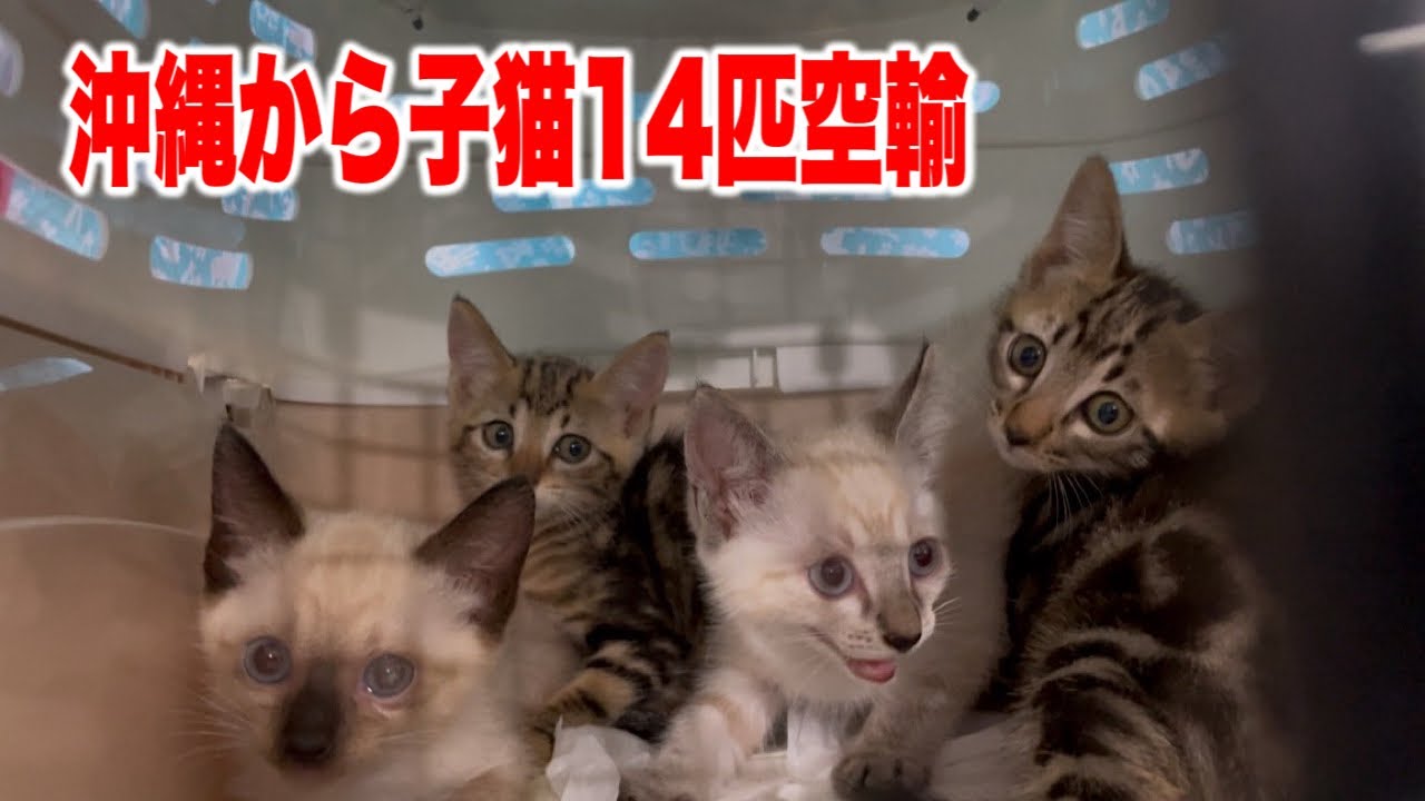 【前編】行き場のない子猫14匹を沖縄から空輸しました