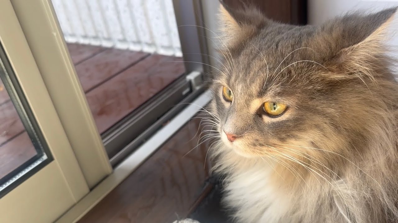 初めて水遊びを見る猫　サイベリアンA cat seeing water play for the first time. Siberian