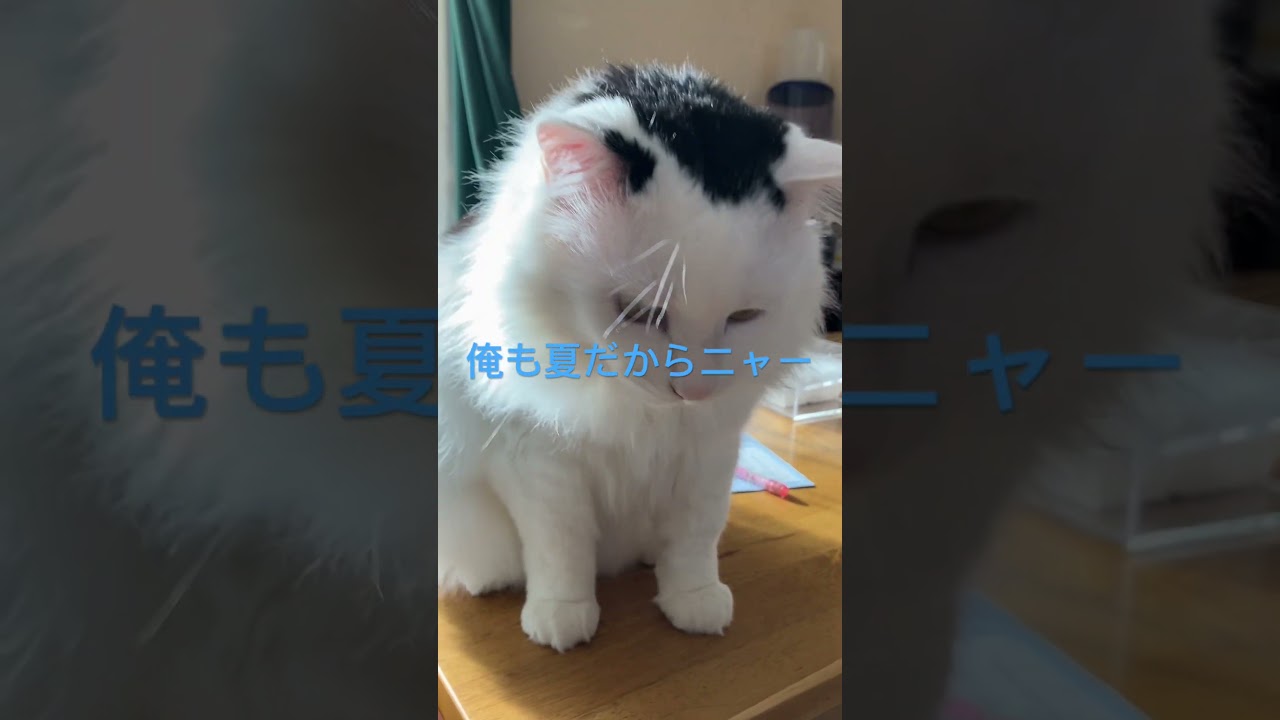ニャーとお願いされました#ターキッシュバン#保護猫#ミックス猫 #cat #ふわふわ猫 #ねこ