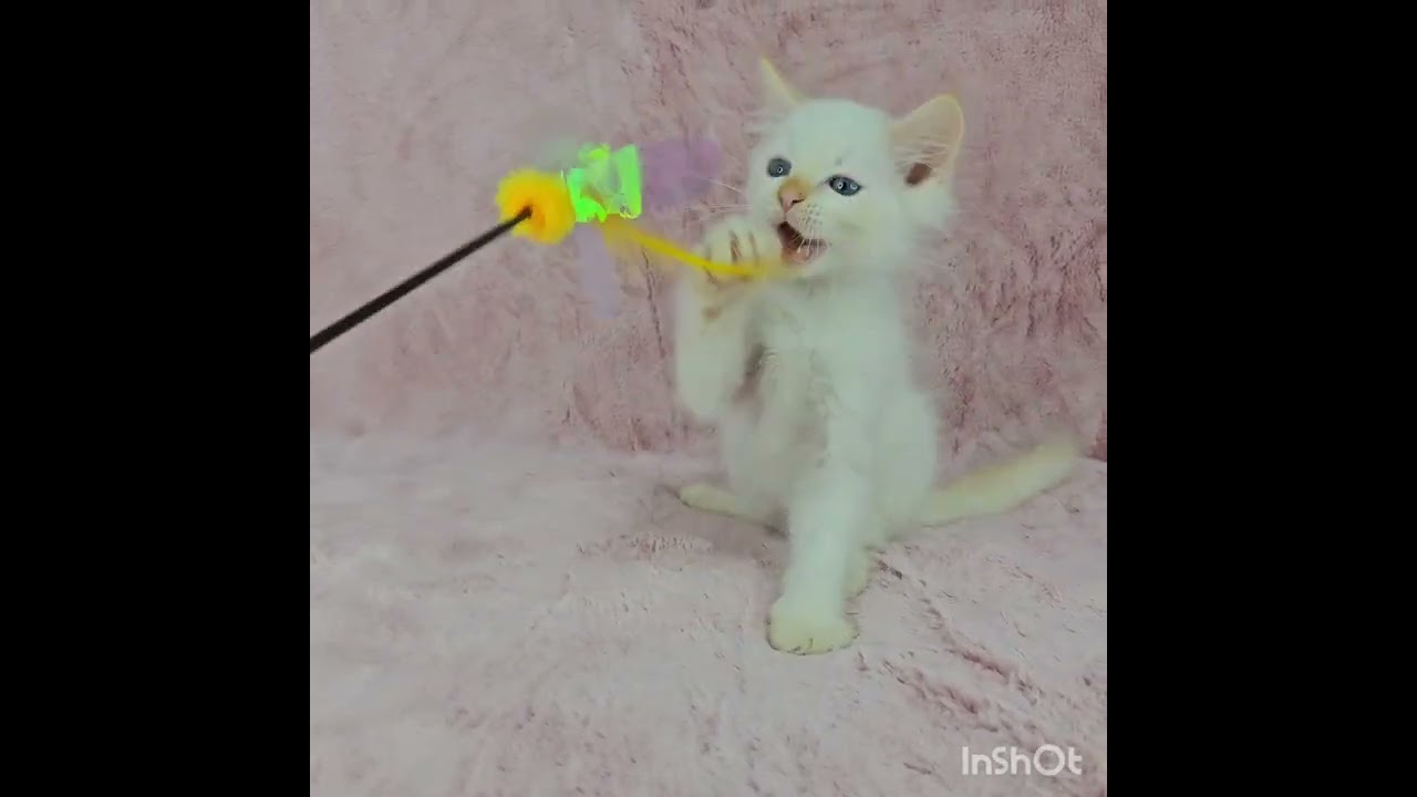 バーマン レッドポイントカラーの可愛いイケにゃんくん♡