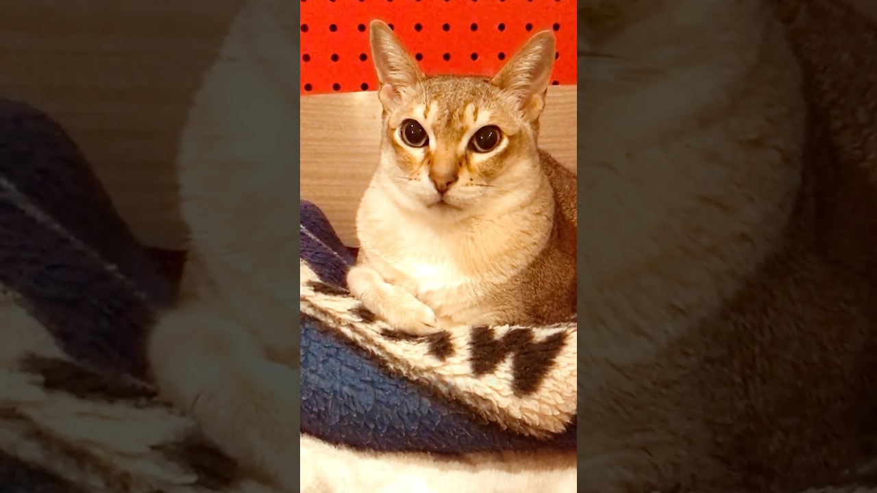 たぬき猫にうざ絡みして遊んでもらえなかったシンガプーラなのにゃ♪ #cat #シンガプーラ #トンキニーズ#たぬき猫#singapura#tonkinese