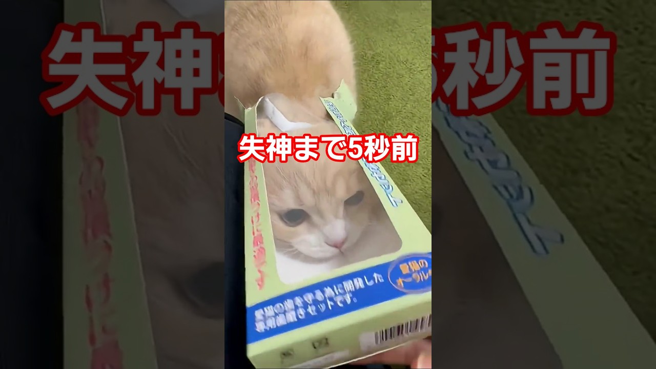 興奮して気絶する猫！#ねこ #cat #猫 #スコティッシュフォールド #scottishfold #昇天 #子猫 #マタタビ #shorts