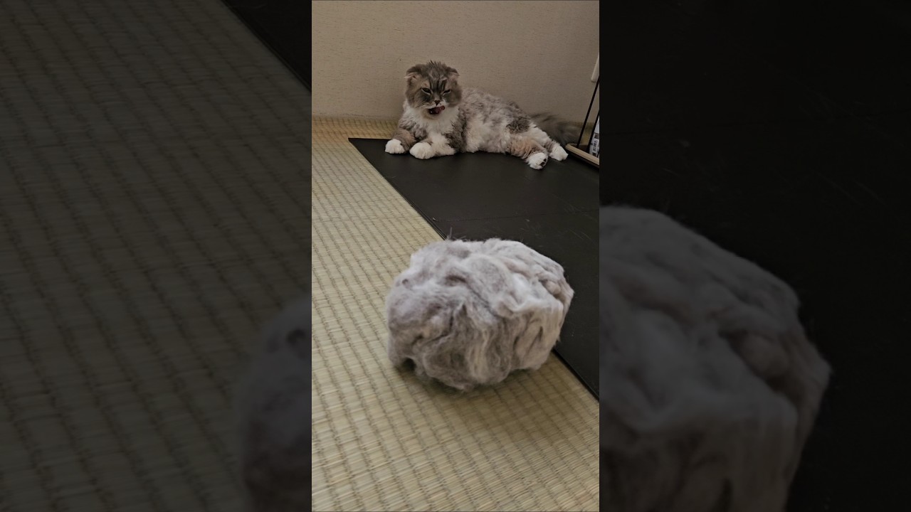 ねこかどうかも怪しい　#ねこ #サマーカット #cat