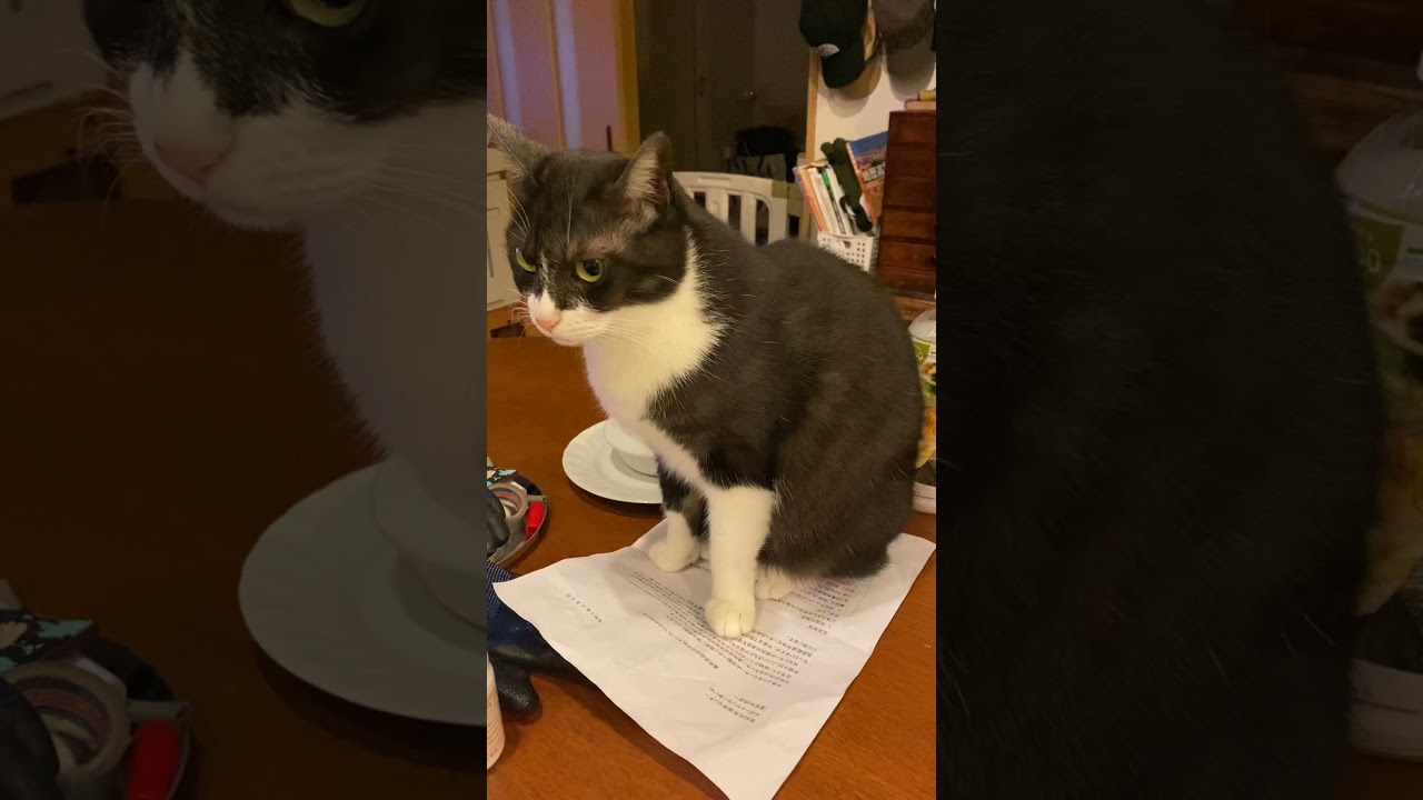 ジャパニーズボブテイル  、ランちゃん^o^すりすりランちゃん。