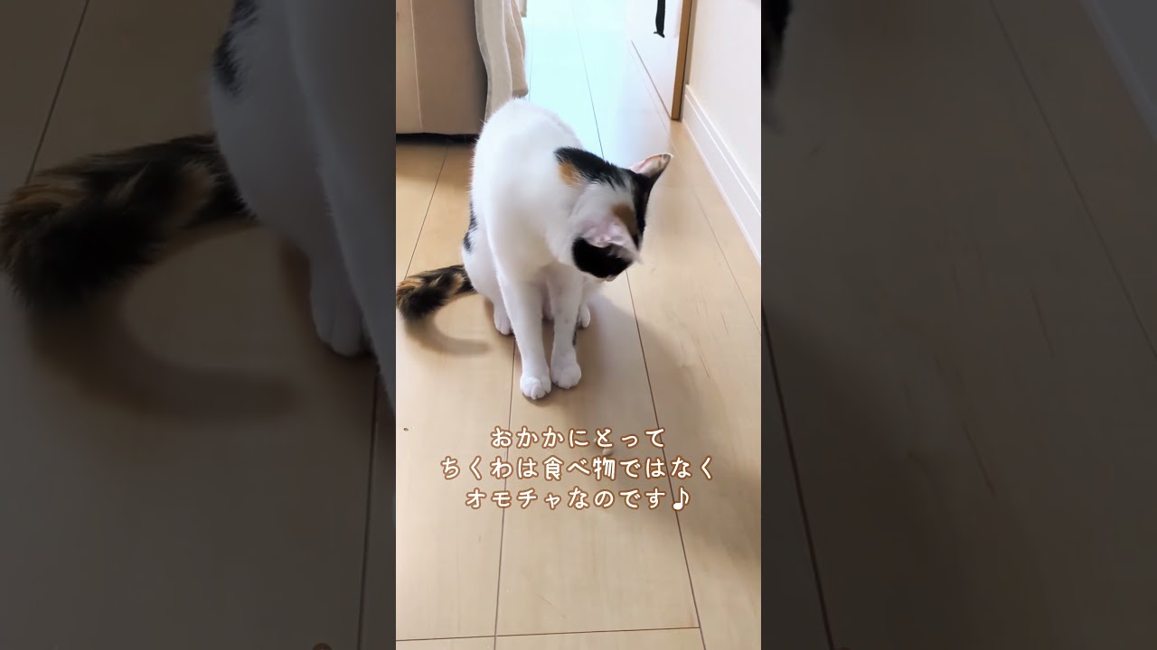 【三毛猫】おかかにとってちくわはオモチャ♪Chikuwa is a toy♪#shorts #こはおか暮らし #cat #三毛猫 #ほのぼの #かわいい #癒し #ねこのいる生活