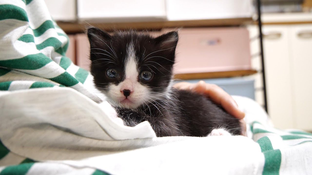 ミルクはまだかと、いっぱい騒いだ子猫がママの抱っこにほっこりする【赤ちゃん猫　保護猫】
