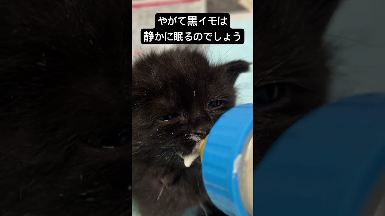 飲んで飲んで飲まれて飲んでの黒イモ幼猫 #cat  #猫  #ねこ  #保護猫 #cute #猫のいる暮らし #子猫 #shorts  #こねこ