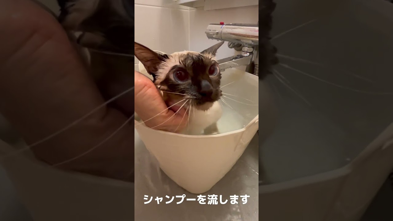 エマ今月のシャンプー🧴　#トンキニーズ #トンキニーズエマ #可愛い猫 #cat #catlife #tonkinese #ねこのいる暮らし #cutiecat #猫シャンプー
